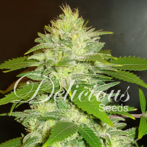 La Musa Cannabis Seeds