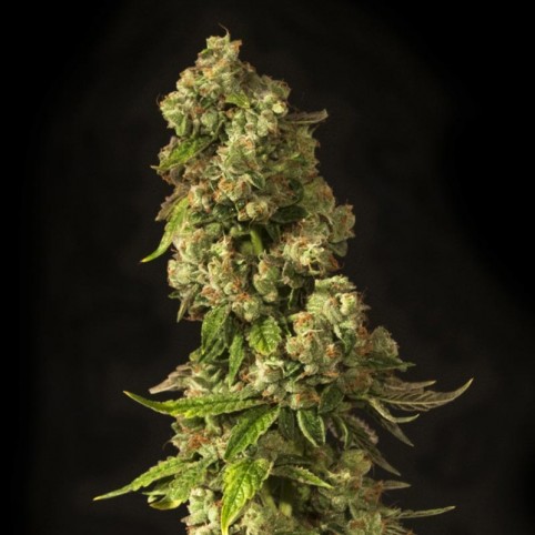 John Doe - Cannabis Seeds