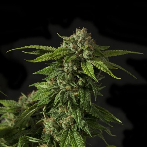 Khufu - Cannabis Seeds