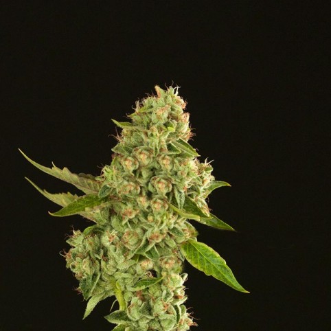 Kuchi - Cannabis Seeds