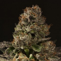 Strawberry Sour Diesel - Cannabis Seeds - Devil's Harvest
