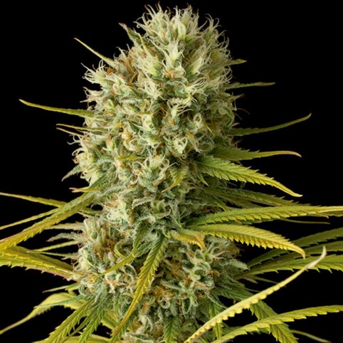 Original Amnesia Cannabis Seeds
