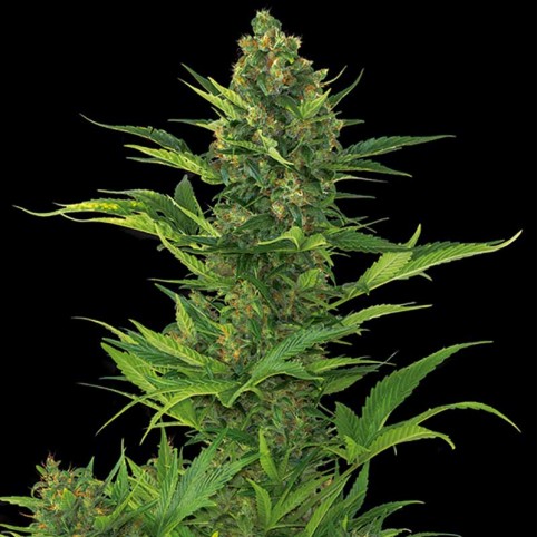 Amnesia XXL Auto - Cannabis Seeds