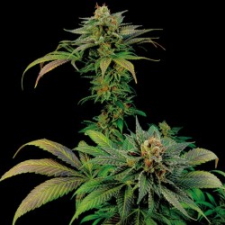 Blue Widow Cannabis Seeds
