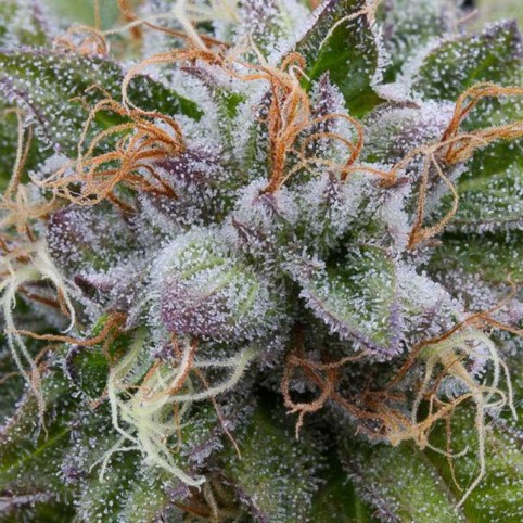 Bubba Kush - Bulk Marijuana Seeds