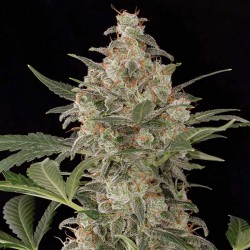Cheese Automatic Cannabis Seeds