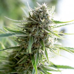 Critical Mass CBD Cannabis Seeds