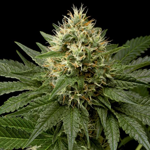 Dinachem Cannabis Seeds