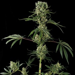 Moby Dick #2 Cannabis Seeds