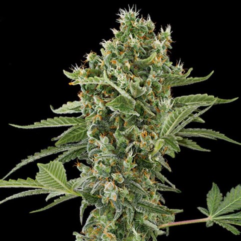 Moby Dick Automatic Cannabis Seeds