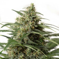 Moby Dick XXL Auto Cannabis Seeds