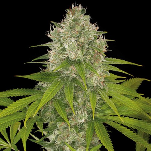 Power kush Cannabis Seeds