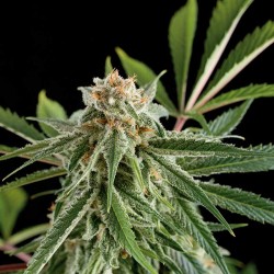 Royale Haze Cannabis Seeds