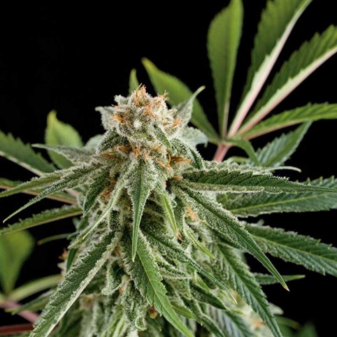 Royale Haze Cannabis Seeds