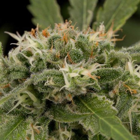 Strawberry Amnesia Cannabis Seeds