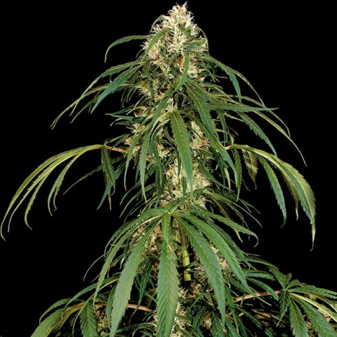 Super Silver Cannabis Seeds