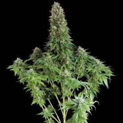 White Siberian Cannabis Seeds