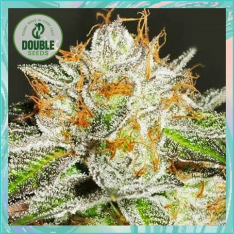 Bruce Banner by Double Seeds