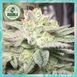 Gorilla Glue Auto by Double Seeds