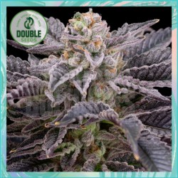 RS11 by Double Seeds