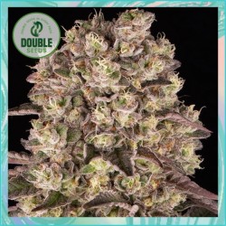 Runtz by Double Seeds