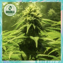 The BULK by Double Seeds