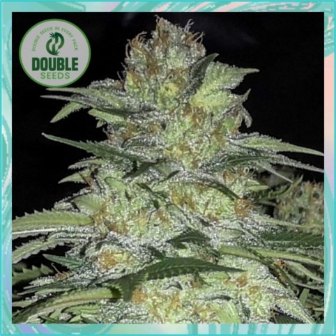 White Widow x Bug Bud by Double Seeds