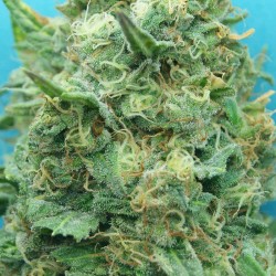 Grand Heft Auto - Cannabis Seeds