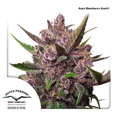 Auto Blackberry Kush - Cannabis Seeds