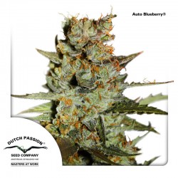 Auto Blueberry - Cannabis Seeds