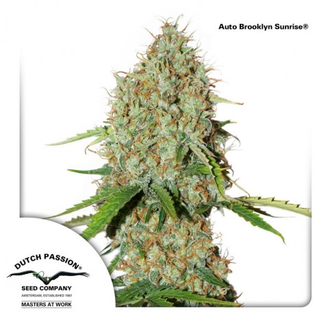 Auto Brooklyn Sunrise - Cannabis Seeds