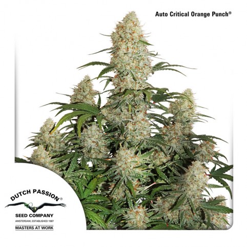 Auto Critical Orange Punch - Cannabis Seeds