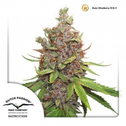 Auto Glueberry OG - Cannabis Seeds