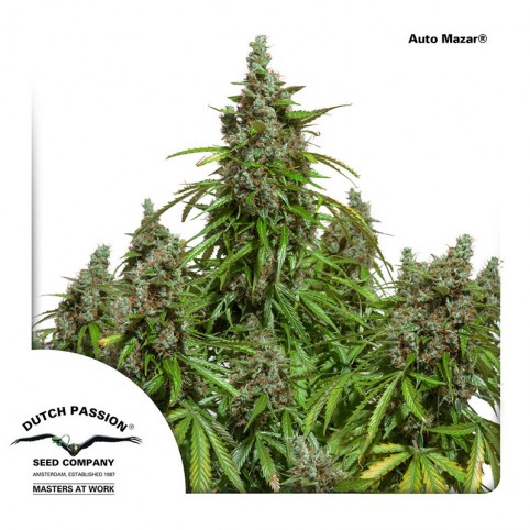 Auto Mazar - Cannabis Seeds - Dutch Passion