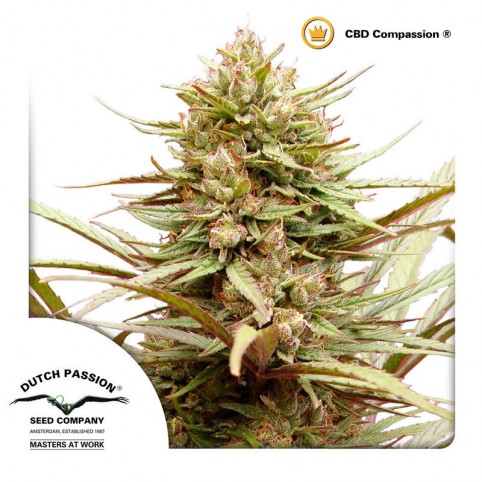 ComPassion Cannabis Seeds