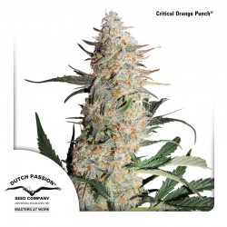 Critical Orange Punch - Cannabis Seeds