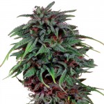 Durban Poison - Cannabis Seeds