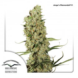 Jorge's Diamonds #1 Cannabis Seeds