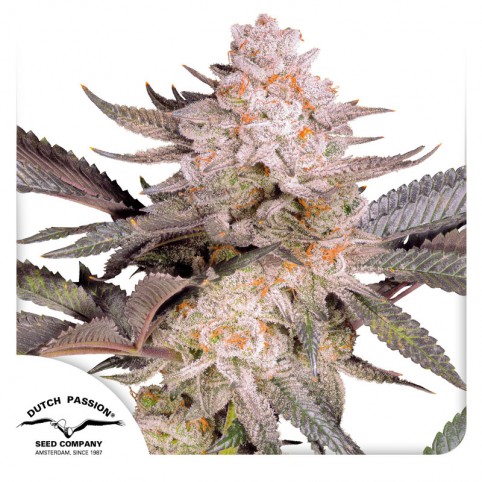 Orange Bud 2.0 by Dutch Passion