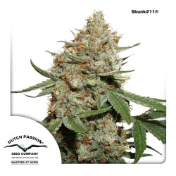 Skunk #11 Cannabis Seeds