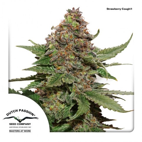 Strawberry Cough - Cannabis Seeds