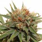 The Edge Cannabis Seeds