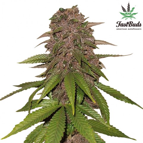 C4-Matic Cannabis Seeds