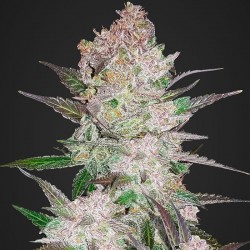 Cream Cookies - Cannabis Seeds
