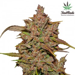 Crystal METH Cannabis Seeds