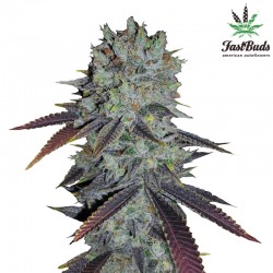 Fastberry Cannabis Seeds