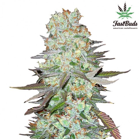 G14 Cannabis Seeds