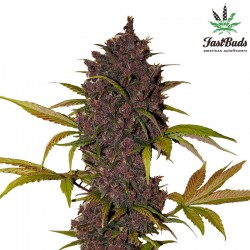 LSD-25 Cannabis Seeds