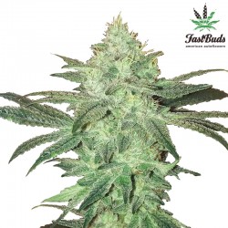 Stardawg - Marijuana Seeds - Fast Buds