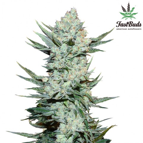 Tangie'matic - Cannabis Seeds - Fast Buds